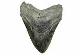 Fossil Megalodon Tooth - South Carolina #365735-1